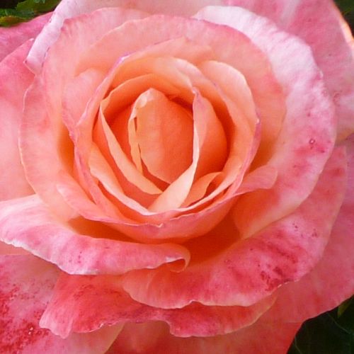 Rosa Silver Jubilee™ - trandafir cu parfum discret - Trandafir copac cu trunchi înalt - cu flori teahibrid - roz - Anne G. Cocker - coroană dreaptă - ,-